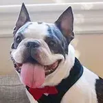 vinnie.webp