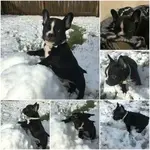 Bentley Snow 2-20-16.webp