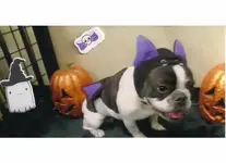 pepita.webp