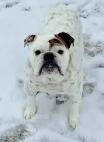 banks snow 1.2013 006 (2).webp