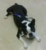 petey.webp petey.webp