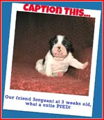 SergeantAnd The MoonPiedPage.webp