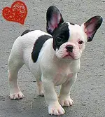 Leo2010350.webp