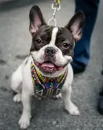 Carlbooboo.webp