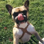 fiona.webp