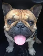 Ferda Smile.webp