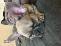 Snoozin puppers.webp