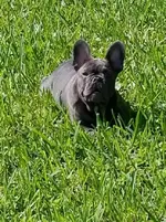 Charlie at 18 weeks.webp