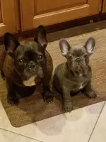 Sofi & Charlie.webp