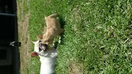 Henri and Coup.webp