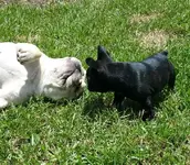 Henri and Tessa.webp Henri and Tessa.webp
