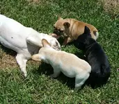 Katie and three pups.webp Katie and three pups.webp