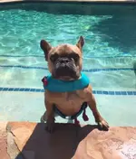 CarrotSwim.webp