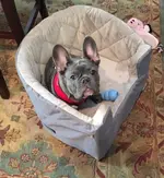 Otto in his chair.webp Otto in his chair.webp