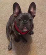 Otto Sitting.webp