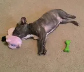 Sleepy Otto.webp