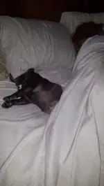 Sofi snoozing.webp