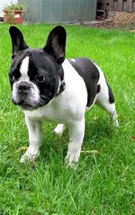 Wally 6 months old.webp