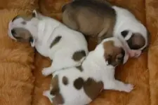 Bambis babies.webp