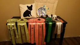 Hazel ribbons National 2017.webp Hazel ribbons National 2017.webp