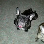 paisley.webp