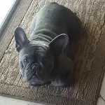 Charlie on mat.webp