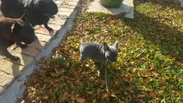 Charlie1stdayhome.webp
