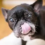 shallot.webp