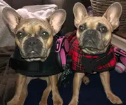 C-n-H-Coats.webp