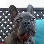 darby.webp