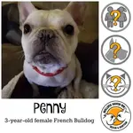 penny.webp