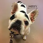 henry.webp