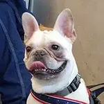 suki.webp
