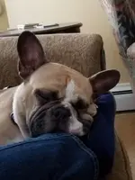 bugsy.webp