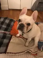 maude.webp