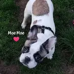 moemoe.webp moemoe.webp