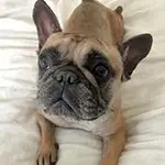 gizmo.webp gizmo.webp