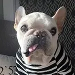 marcellus-profile.webp