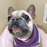 poppy-profile.webp