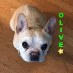olive.webp