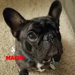 macho.webp