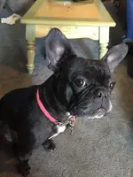 luna.webp luna.webp