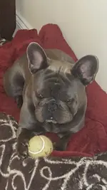 Charliew_ball.webp Charliew_ball.webp