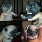 Stella Babys.webp