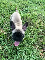 Lola.webp