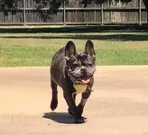 rhett.webp