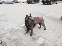 Bulldog.webp Bulldog.webp