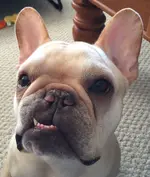 Benjamin.webp