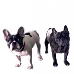 BDDDDAC5-5308-4B40-A2DB-58786B82F4EA.webp