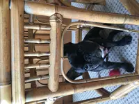 image.webp